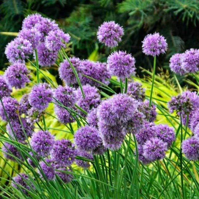 Allium Medusas Hair Plants butași trandafiri de grădină