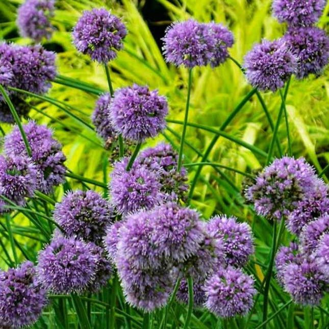 Allium Medusas Hair Plants butași trandafiri de grădină