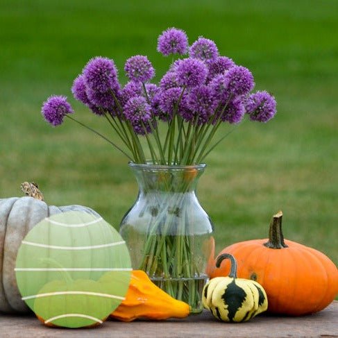 Allium Medusas Hair Plants butași trandafiri de grădină