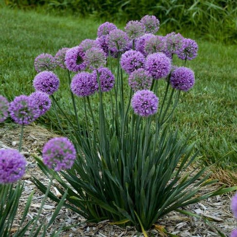Allium Medusas Hair Plants butași trandafiri de grădină