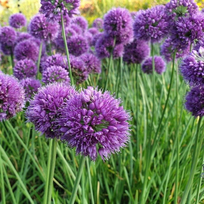 Allium Medusas Hair Plants butași trandafiri de grădină
