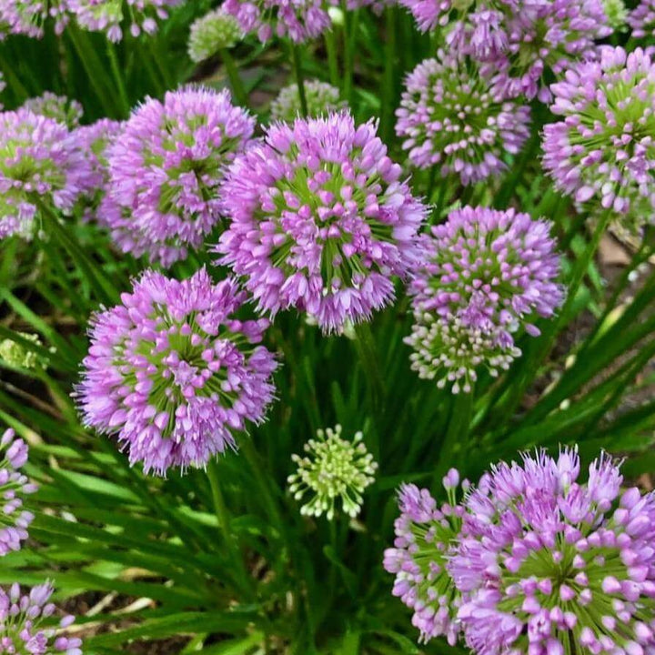 Allium Millenium  butași trandafiri de grădină