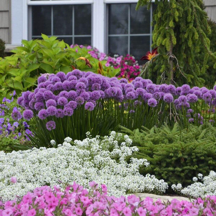 Allium Millenium  butași trandafiri de grădină