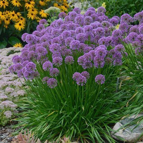 Allium Millenium  butași trandafiri de grădină