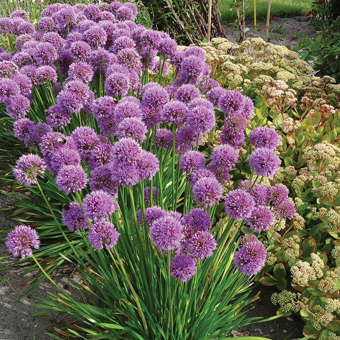 Allium Millenium  butași trandafiri de grădină