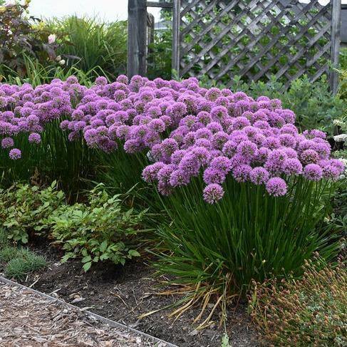 Allium Millenium  butași trandafiri de grădină