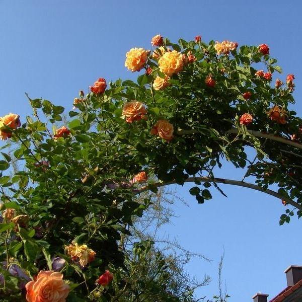 Aloha Trandafir Cățărător Urcător butași trandafiri de grădină