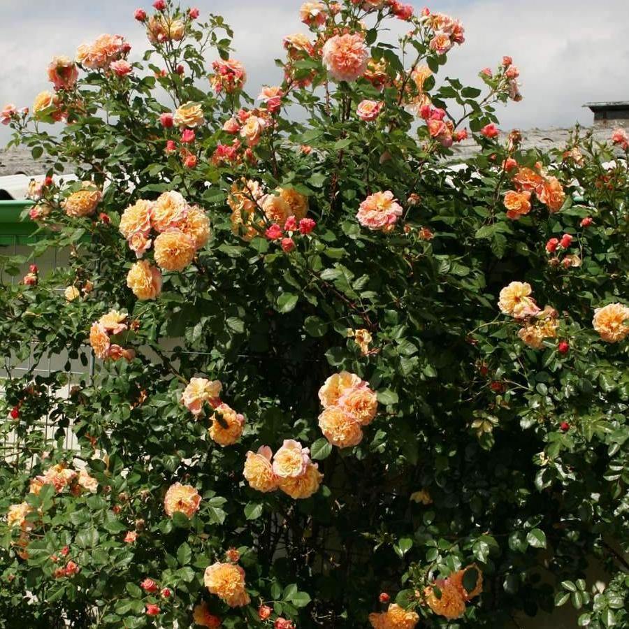 Aloha Trandafir Cățărător Urcător butași trandafiri de grădină