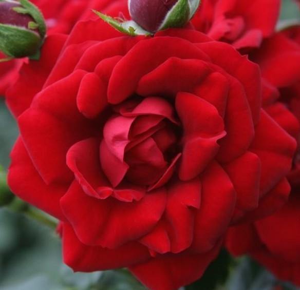 Amadeus Trandafir Cățărător Urcător butași trandafiri de grădină