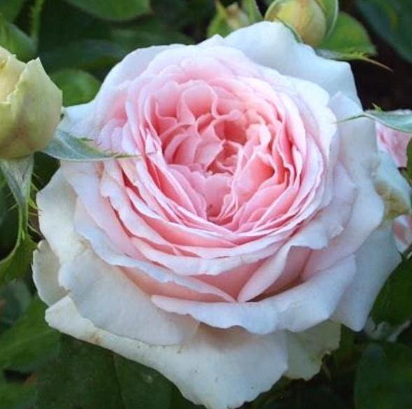 Andre le Notre Trandafir Cățărător Urcător butași trandafiri de grădină