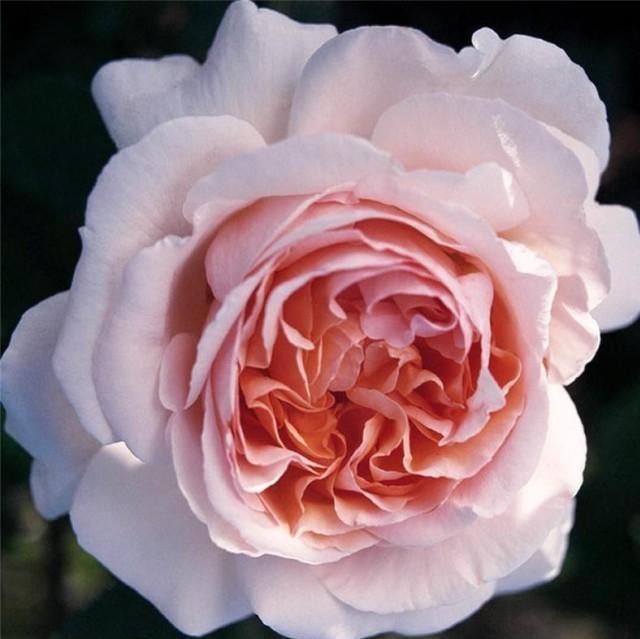 Andre le Notre Trandafir Cățărător Urcător butași trandafiri de grădină