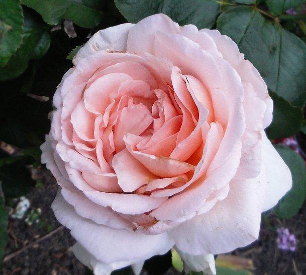 Andre le Notre Trandafir Cățărător Urcător butași trandafiri de grădină