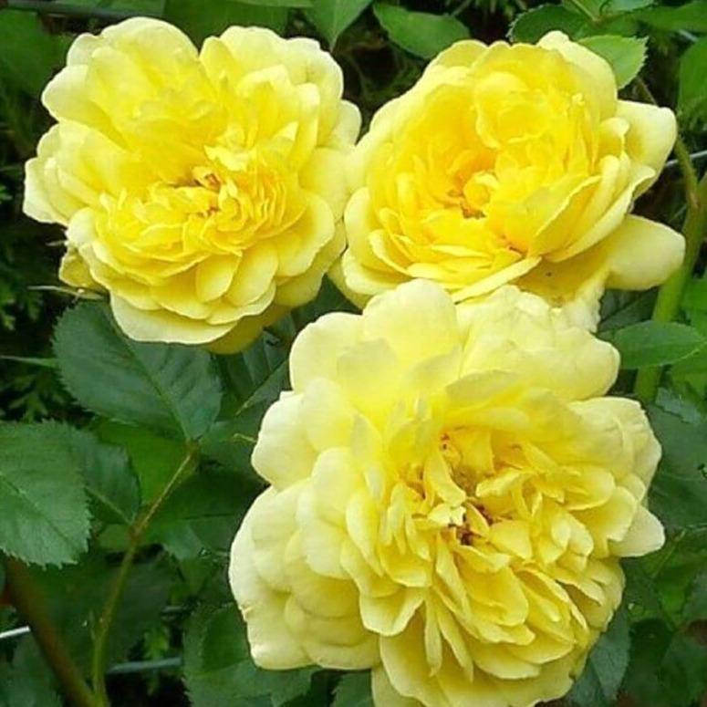 Anny Duperey Trandafir Floribunda butași trandafiri de grădină