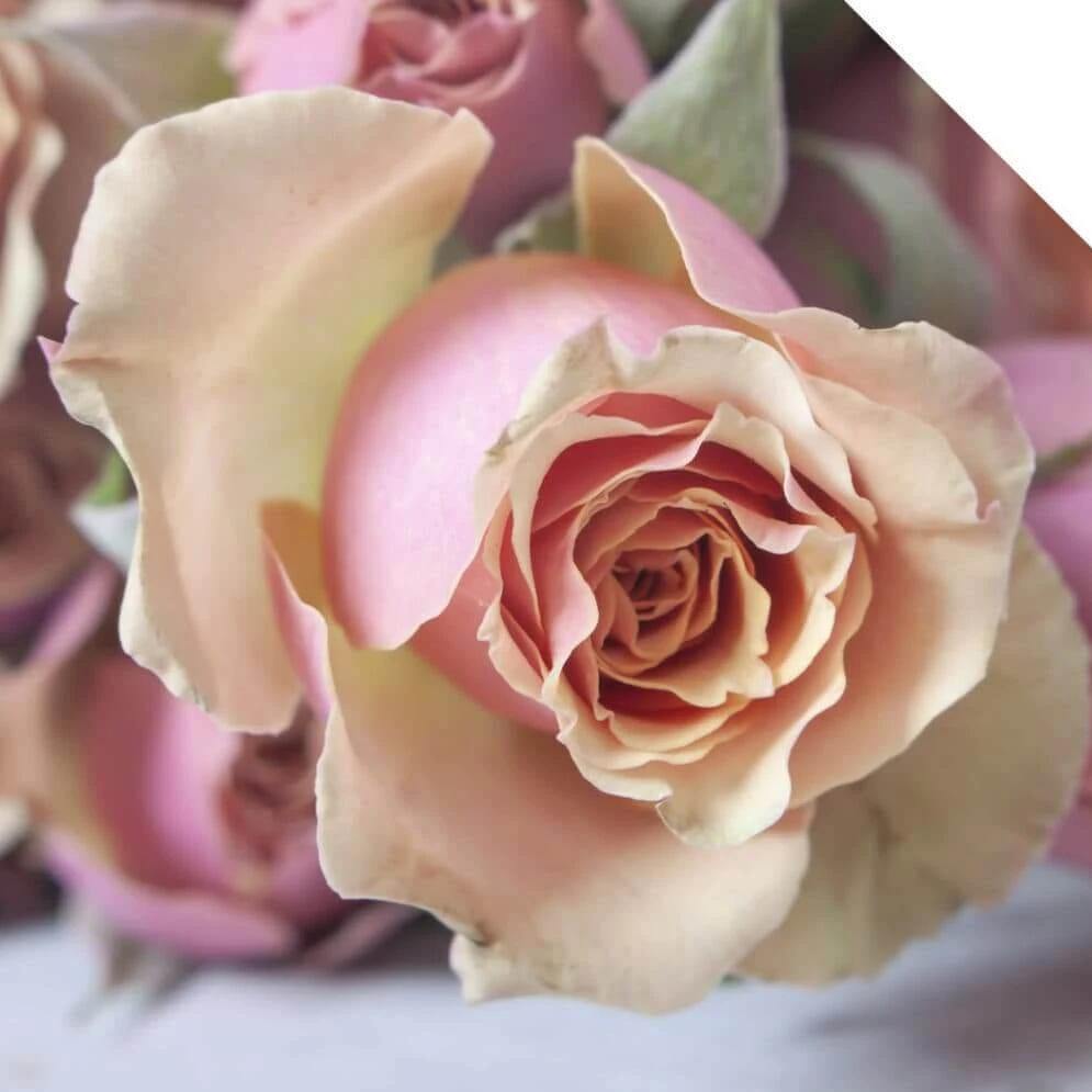 Antigua Butasi trandafiri de gradina butași trandafiri de grădină