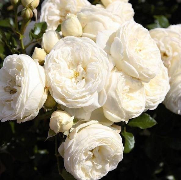 Artemis Trandafir Floribunda butași trandafiri de grădină