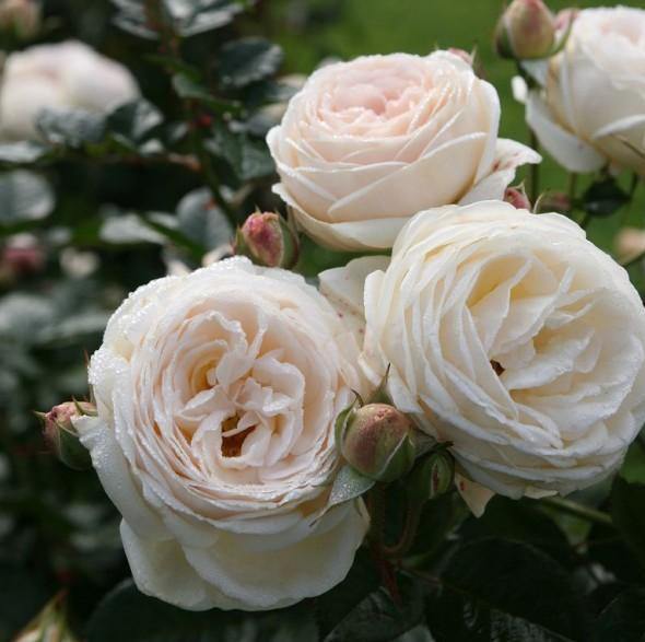 Artemis Trandafir Floribunda butași trandafiri de grădină