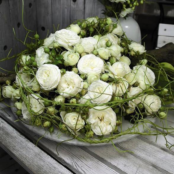 Artemis Trandafir Floribunda butași trandafiri de grădină