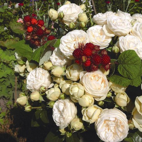 Artemis Trandafir Floribunda butași trandafiri de grădină