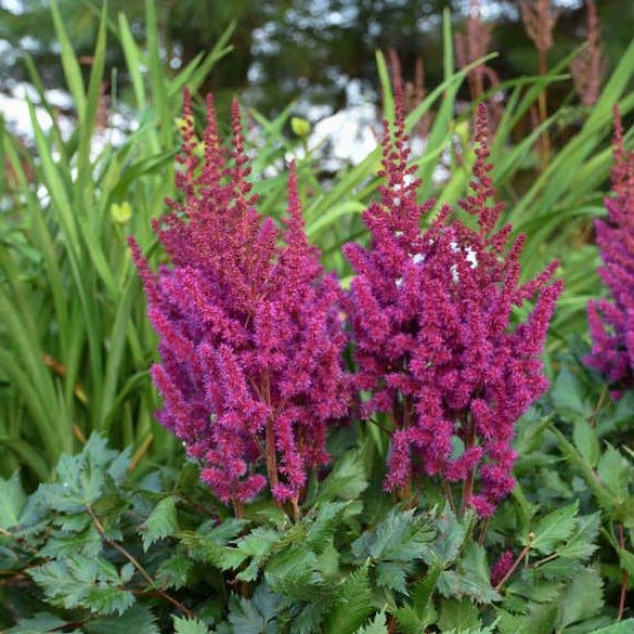 Astilbe Chinensis Vision in Red Plants butași trandafiri de grădină