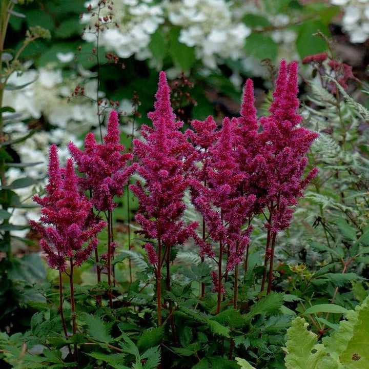Astilbe Chinensis Vision in Red Plants butași trandafiri de grădină