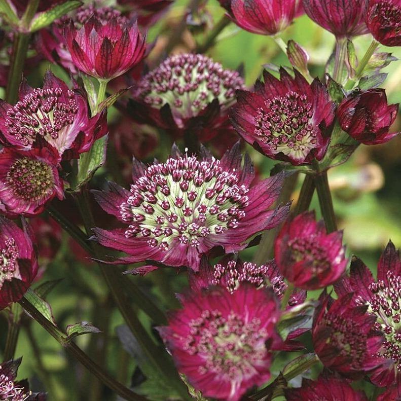 Astrantia Major Moulin Rouge  butași trandafiri de grădină