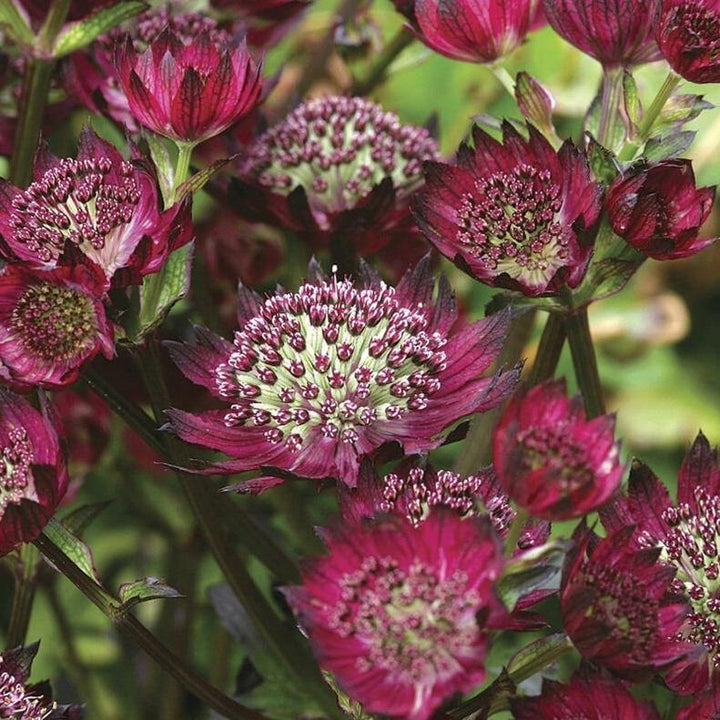 Astrantia Major Moulin Rouge  butași trandafiri de grădină