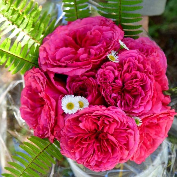 Audrey Fleurot Butasi trandafiri de gradina butași trandafiri de grădină