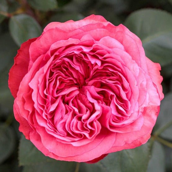 Audrey Fleurot Butasi trandafiri de gradina butași trandafiri de grădină