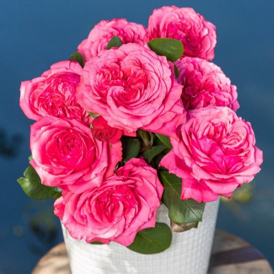 Audrey Fleurot Butasi trandafiri de gradina butași trandafiri de grădină