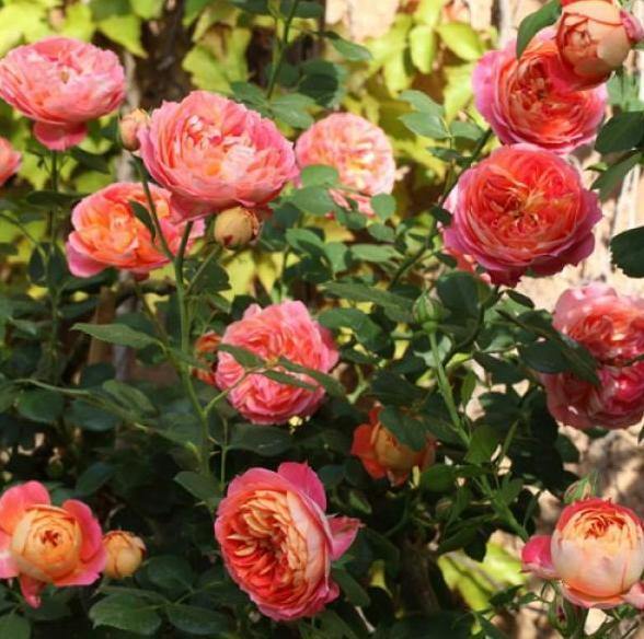 Baby Romantica Trandafir Cățărător Urcător butași trandafiri de grădină