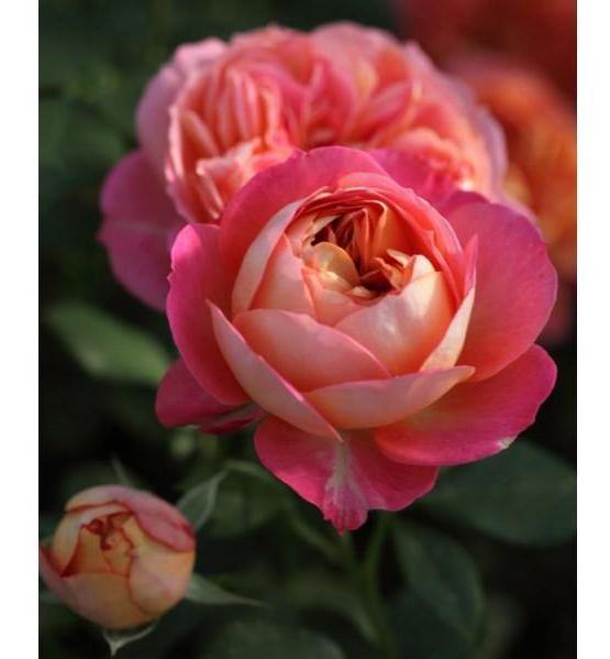 Baby Romantica Trandafir Cățărător Urcător butași trandafiri de grădină