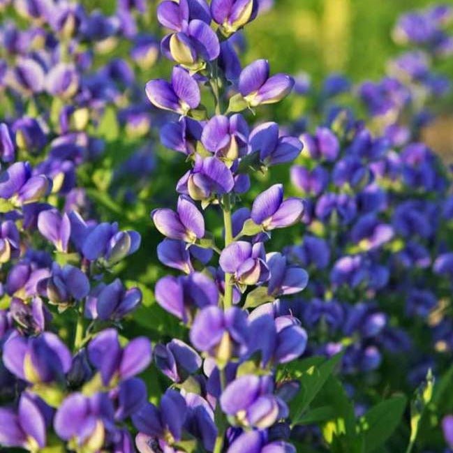 Baptisia Decadence Blueberry Sunday Plants butași trandafiri de grădină