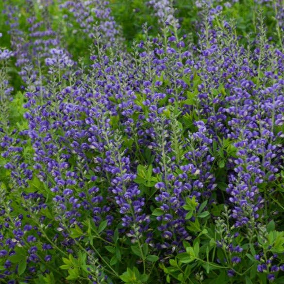 Baptisia Decadence Blueberry Sunday Plants butași trandafiri de grădină