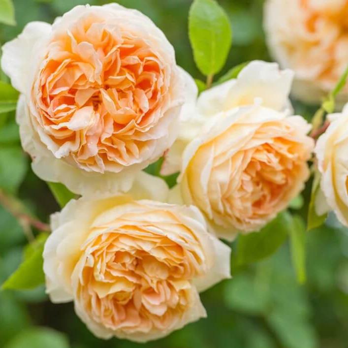 Bathsheba Trandafir Englezesc Cățărător Urcător butași trandafiri de grădină