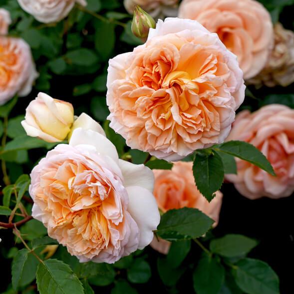 Bathsheba Trandafir Englezesc Cățărător Urcător butași trandafiri de grădină