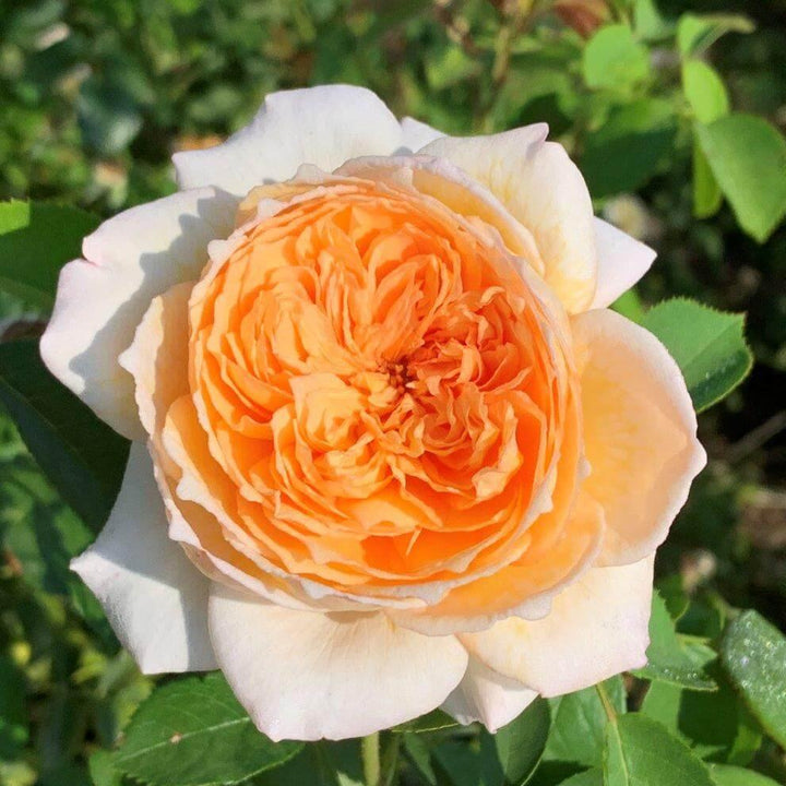 Bathsheba Trandafir Englezesc Cățărător Urcător butași trandafiri de grădină