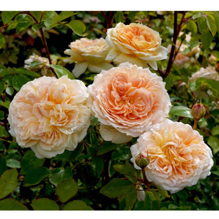 Bathsheba Trandafir Englezesc Cățărător Urcător butași trandafiri de grădină