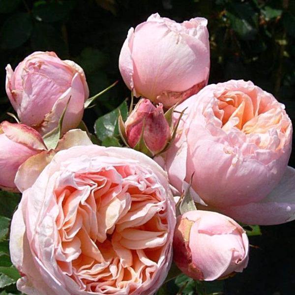 Belle Romantica Trandafir Teahibrid butași trandafiri de grădină