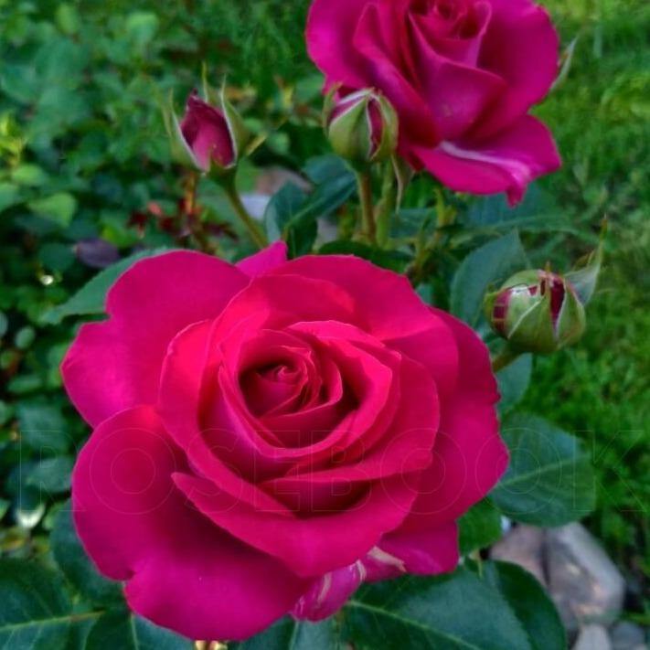 Belles Rives Trandafir Teahibrid butași trandafiri de grădină