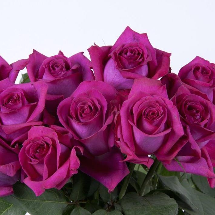 Belles Rives Trandafir Teahibrid butași trandafiri de grădină