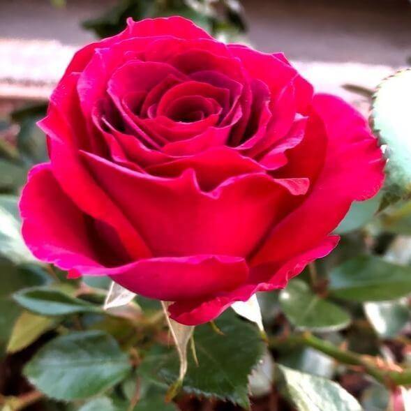 Belles Rives Trandafir Teahibrid butași trandafiri de grădină