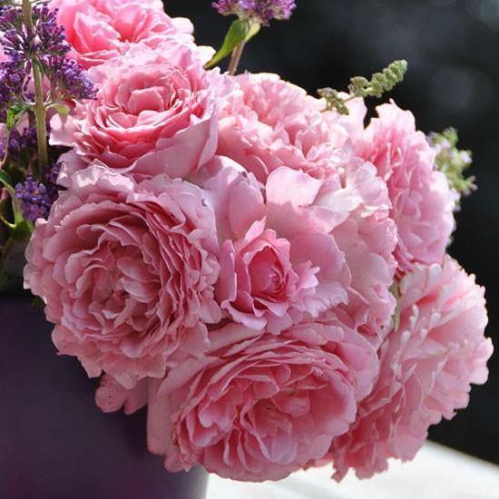 Bienvenue Trandafir Cățărător Urcător butași trandafiri de grădină