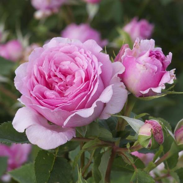 Bienvenue Trandafir Cățărător Urcător butași trandafiri de grădină