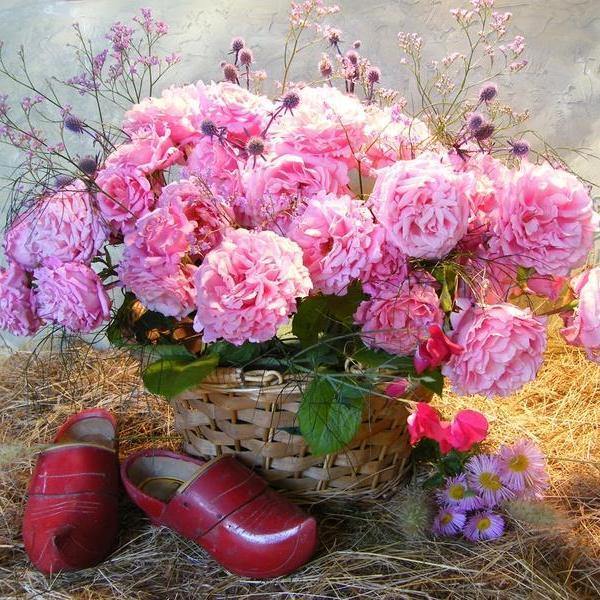 Bienvenue Trandafir Cățărător Urcător butași trandafiri de grădină