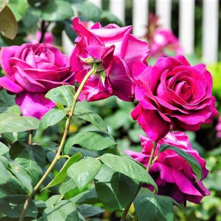 Big Purple Butasi trandafiri de gradina butași trandafiri de grădină