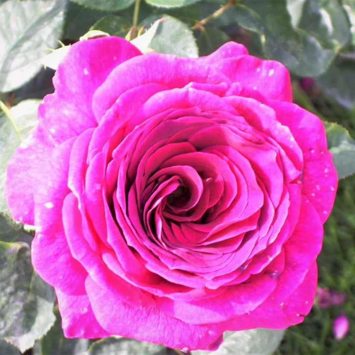 Big Purple Butasi trandafiri de gradina butași trandafiri de grădină