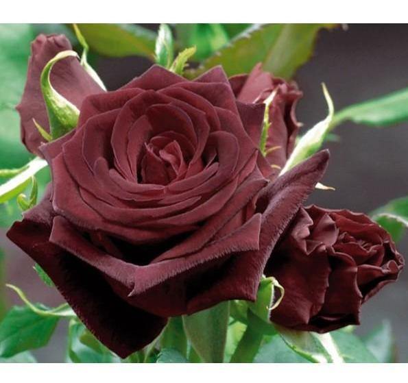 Black Baccara Trandafir Teahibrid butași trandafiri de grădină