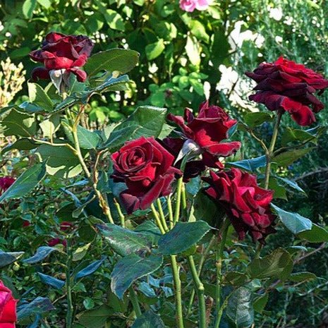 Black Baccara Trandafir Teahibrid butași trandafiri de grădină