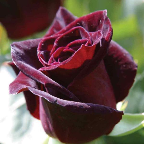 Black Baccara Trandafir Teahibrid butași trandafiri de grădină