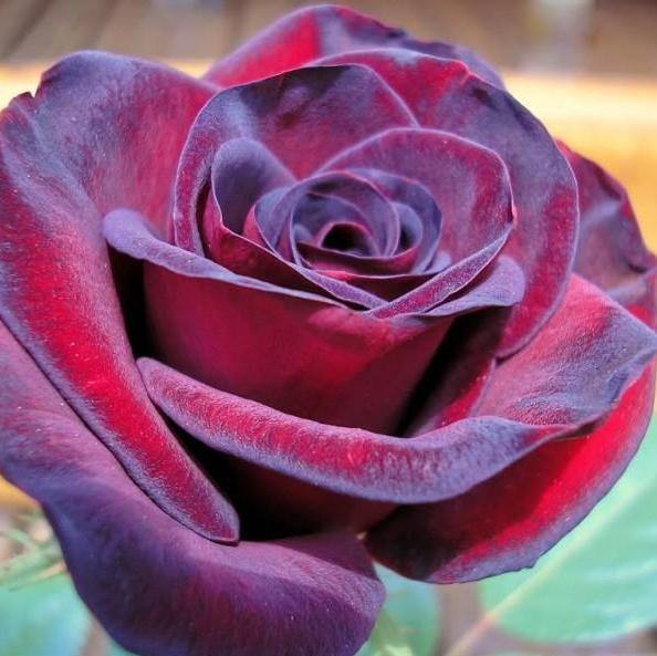 Black Madonna (Schwarze Madonna) Trandafir Teahibrid butași trandafiri de grădină